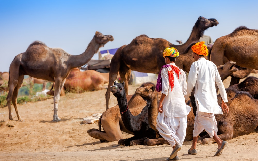 פסטיבל הגמלים בפושקר, צפון הודו